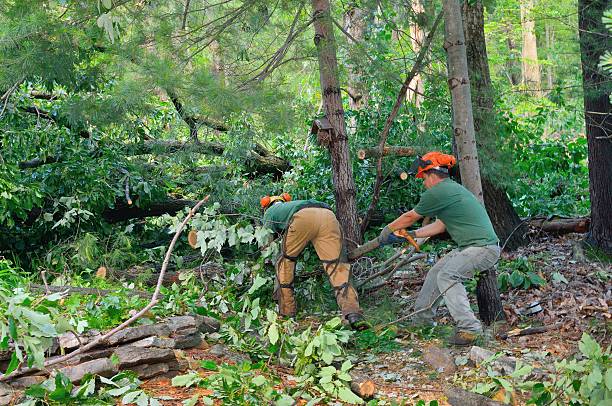 Mulching Services in Owosso, MI